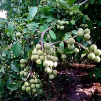 نهالستان رقم های مقاوم به سرما و تضمینی