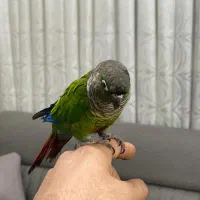 طوطی گرینچیک|پرنده|باقرشهر, |دیوار