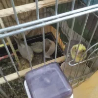 عروس هلندی سخنگو|پرنده|رباطکریم, نصیرشهر|دیوار