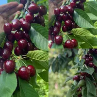 بلوبری کیوی نارنگی گیلاس انجیر انگور توت|خدمات باغبانی و درختکاری|تبریز, |دیوار