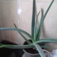 گل آلورا|گل و گیاه طبیعی|محمدیه-قزوین, |دیوار