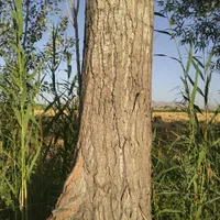 خریدار مستقیم چوب درختان میوه و تیر|خدمات باغبانی و درختکاری|ارومیه, |دیوار