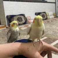 عروس هلندی|پرنده|شیراز, میانرود|دیوار