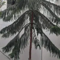 فروش گل