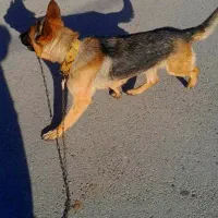 سگ ...|سگ|اسلام‌‌آباد غرب, |دیوار