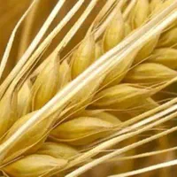 جو دامی و بذری  درجه یک