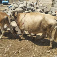 گاو با گوساله
