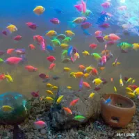 ماهی گپی مولد و کالر ویدئو