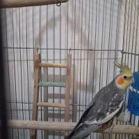 عروس هلندی نر آماده جفت گیری ۱۳۰۰۰۰۰|پرنده|میاندوآب, |دیوار
