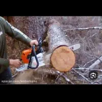 هرس کاری درخت|خدمات باغبانی و درختکاری|شادگان, |دیوار