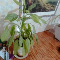 باسلام حدود پنجاه عدد گل تزیینی یا آپارتمانی|گل و گیاه طبیعی|بیضا, |دیوار