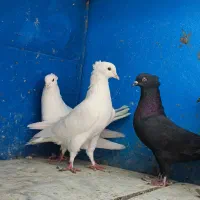 شش جفت بوشهری|پرنده|شبانکاره, |دیوار