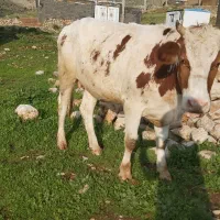 گوساله ماده (تلیسه)