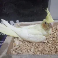 جوجه عروس|پرنده|بندرعباس, |دیوار