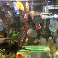 دیسکس و آکواریوم