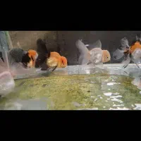 ماهی عروسکی|ماهی|تهران, نیروی هوایی (پیروزی)|دیوار