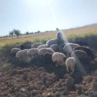 8 راس میش و8راس بره