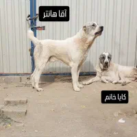 سگ آلابای|سگ|آبعلی, |دیوار