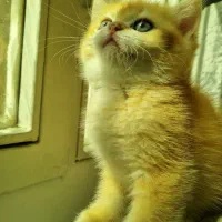 گربه نر گلد اصیل