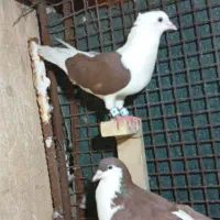 دم سیاه بسته دوکتی نر خال سیاه