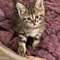 واگذاری به شخص متعهد و حیوان دوست