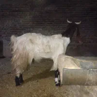 شکم دووم 3قلوزا