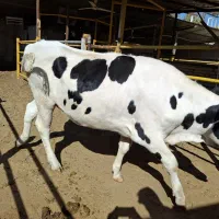 تلیسه آبستن هولشتاین