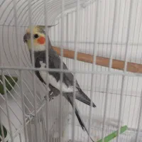 عروس هلندی نر فوق العاده