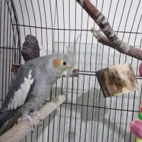 عروس هلندی جفت