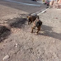 سگ سرابی|سگ|تربتحیدریه, پائین ولایت|دیوار