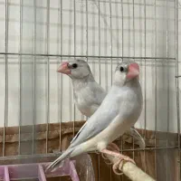 فنچ نرگسی