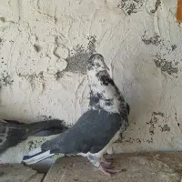 سوسگی دم سفید
