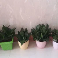 سانسوریا مینیاتوری