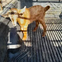 کهره نر شیری