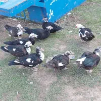 اردک محلی و خارجی غاز قوغاز|حیوانات مزرعه|گرگان, |دیوار