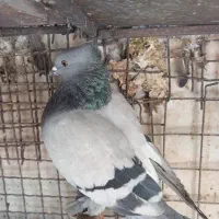 سبز کاکل پاپر