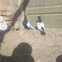 سلام کفتر فروشی|پرنده|دشتابی, |دیوار