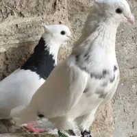 کبوتر طوقی|پرنده|بوشهر, |دیوار