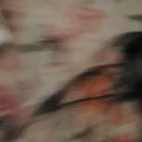 تاچ ال سی دی اصلی  آیفون 13 نرمال اپل