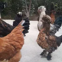 مرغ و خروس سلطان|حیوانات مزرعه|احمدآبادمستوفی, |دیوار