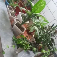 گل و گیاه آپارتمانی