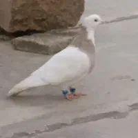 کبوتر طوقی کارتنی نر