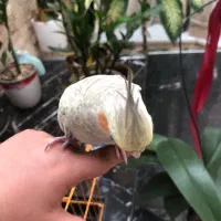 پرنده|پرنده|تهران, پاسداران|دیوار