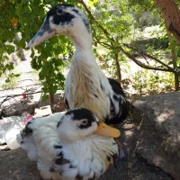 جفت اردک تخم گذار