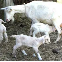 بز ماده و بزغاله و بز آبستن