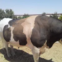گوساله نر سنگین