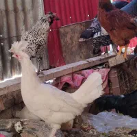 بوقلمون برنزه ، مرغ و خروس|حیوانات مزرعه|مشهد, کلاته برفی|دیوار