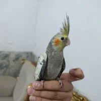 عروس هلندی فول دستی|پرنده|زاهدان, |دیوار