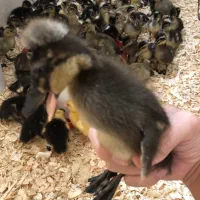 جوجه اردک کاکلی اردک محلی یکماهه و دوماهه