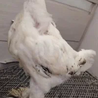 برهما